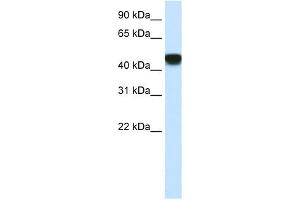 Western Blotting (WB) image for anti-Small Nuclear RNA Activating Complex, Polypeptide 1, 43kDa (SNAPC1) (C-Term) antibody (ABIN2792633)