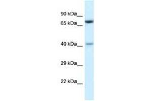 Image no. 1 for anti-Protein Arginine Methyltransferase 7 (PRMT7) (AA 380-429) antibody (ABIN6747434) (PRMT7 抗体  (AA 380-429))