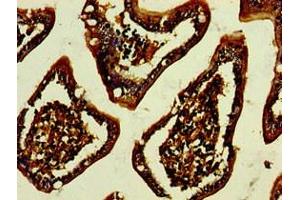 Immunohistochemistry of paraffin-embedded human small intestine tissue using ABIN7147319 at dilution of 1:100 (GPA33 抗体  (AA 22-235))
