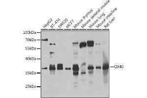 Western Blotting (WB) image for anti-Tumor Necrosis Factor Receptor Superfamily, Member 4 (TNFRSF4) (AA 29-214) antibody (ABIN6149325)