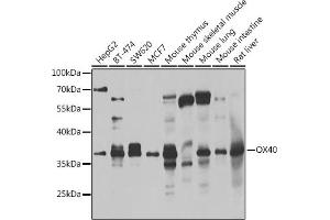 Western blot analysis of extracts of various cell lines, using CD134/OX40 antibody (ABIN6128881, ABIN6149325, ABIN6149326 and ABIN6223399) at 1:1000 dilution. (TNFRSF4 抗体  (AA 29-214))