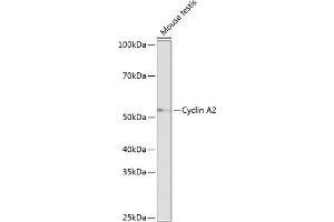 Western blot analysis of extracts of Mouse testis, using Cyclin  antibody (ABIN7266551) at 1:1000 dilution. (Cyclin A 抗体)