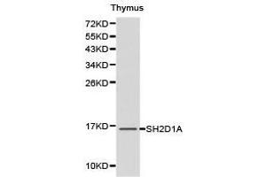 Western Blotting (WB) image for anti-SH2 Domain Containing 1A (SH2D1A) antibody (ABIN1874768) (SH2D1A 抗体)