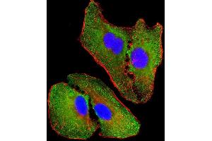 Immunofluorescent analysis of 4 % paraformaldehyde-fixed, 0. (NOS2 抗体  (AA 830-860))