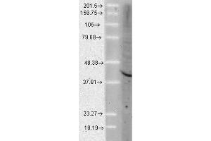 Western Blot analysis of Human Cell lysates showing detection of Aha1 protein using Rat Anti-Aha1 Monoclonal Antibody, Clone 25F2. (AHSA1 抗体  (Atto 594))