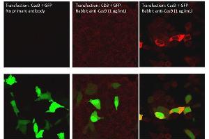 Immunofluorescence of Rabbit Anti-Cas9 Antibody. (CRISPR-Cas9 (C-Term) 抗体 (Biotin))