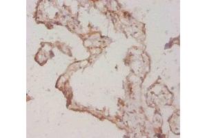 Immunohistochemistry of paraffin-embedded human placenta tissue using ABIN7177189 at dilution of 1:20 (FGF1 抗体  (AA 16-155))