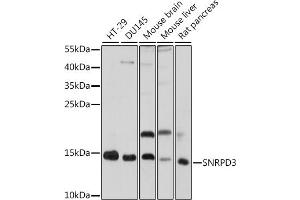 Western blot analysis of extracts of various cell lines, using SNRPD3 antibody (ABIN7270364) at 1:1000 dilution. (SNRPD3 抗体  (AA 8-121))