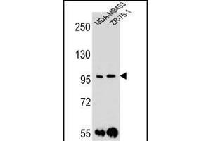 PCDH1 Antibody (N-term) (ABIN655958 and ABIN2845344) western blot analysis in MDA-M,ZR-75-1 cell line lysates (35 μg/lane). (Protocadherin 1 抗体  (N-Term))