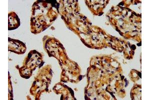 IHC image of ABIN7168275 diluted at 1:400 and staining in paraffin-embedded human placenta tissue performed on a Leica BondTM system. (RBM9 抗体  (AA 8-110))