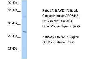 Western Blotting (WB) image for anti-Adenosylmethionine Decarboxylase 1 (AMD1) (C-Term) antibody (ABIN2785733) (AMD1 抗体  (C-Term))