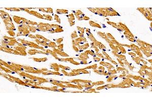 Detection of HADH in Mouse Cardiac Muscle Tissue using Polyclonal Antibody to Hydroxyacyl Coenzyme A Dehydrogenase (HADH) (HADH 抗体  (AA 1-167))