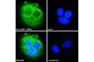 ABIN185597 Immunofluorescence analysis of paraformaldehyde fixed Caco-2 cells, permeabilized with 0. (Iba1 抗体  (Internal Region))