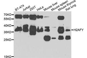 Western blot analysis of extracts of various cell lines, using H2AFY antibody (ABIN5974238) at 1/1000 dilution. (H2AFY 抗体)