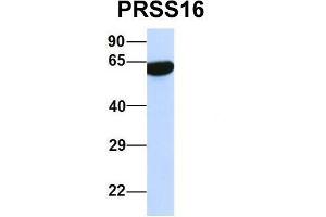 Host:  Rabbit  Target Name:  PRSS16  Sample Type:  Human 293T  Antibody Dilution:  1. (PRSS16 抗体  (Middle Region))