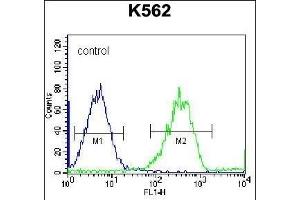 F105A Antibody (Center) (ABIN656556 and ABIN2845818) flow cytometric analysis of K562 cells (right histogram) compared to a negative control cell (left histogram). (FAM105A 抗体  (AA 196-224))
