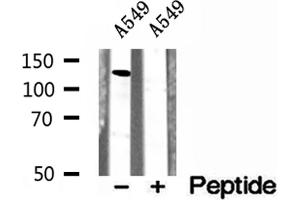 Western blot analysis of extracts of A549 cells, using CCP1 antibody. (AGTPBP1 抗体  (Internal Region))