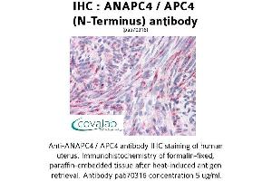Image no. 1 for anti-Anaphase Promoting Complex Subunit 4 (ANAPC4) (N-Term) antibody (ABIN1731762) (ANAPC4 抗体  (N-Term))