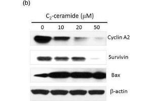p-Akt and p-NFκB levels of C2-ceramide-treated H1299 lung cancer cells.