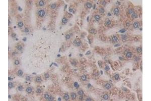 Immunohistochemistry (IHC) image for anti-Glycoprotein IX (Platelet) (GP9) (AA 1-189) antibody (ABIN7442297)