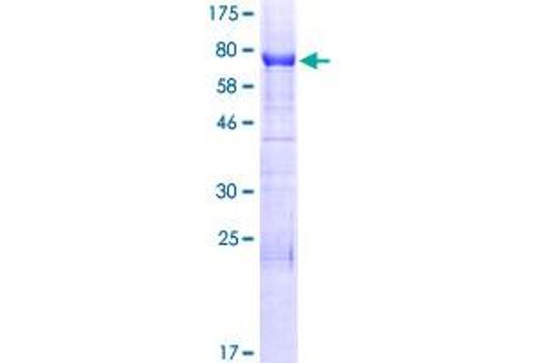 INF2 Protein (AA 1-337) (GST tag)