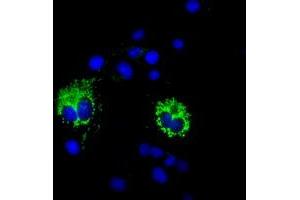Immunofluorescence (IF) image for anti-Cytochrome C Oxidase Subunit VIa Polypeptide 1 (COX6A1) antibody (ABIN1497583) (COX6A1 抗体)