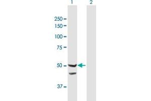 Western Blot analysis of TIMM44 expression in transfected 293T cell line by TIMM44 MaxPab polyclonal antibody. (TIMM44 抗体  (AA 1-452))