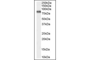 Image no. 1 for anti-Potassium Voltage-Gated Channel, Shaw-Related Subfamily, Member 3 (KCNC3) (C-Term) antibody (ABIN374825) (KCNC3 抗体  (C-Term))