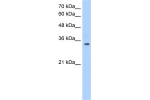 Western Blotting (WB) image for anti-POU Domain, Class 5, Transcription Factor 2 (POU5F2) (C-Term) antibody (ABIN2778536)