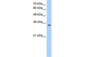 WB Suggested Anti-POU5F2 Antibody Titration:  1. (POU5F2 抗体  (C-Term))
