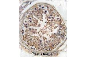 Formalin-fixed and paraffin-embedded human testis tissue reacted with PRKAG1 Antibody (Center) (ABIN391058 and ABIN2841214) , which was peroxidase-conjugated to the secondary antibody, followed by DAB staining. (PRKAA2 抗体  (AA 265-295))