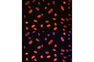 Immunofluorescence (IF) image for anti-Zinc Finger Protein 581 (ZNF581) (AA 1-90) antibody (ABIN6150520)