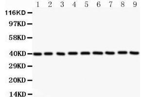 Western Blotting (WB) image for anti-Annexin A1 (ANXA1) (AA 2-346) antibody (ABIN3043783) (Annexin a1 抗体  (AA 2-346))