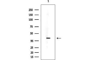 Western blot analysis of lysates from Mouse heart, using RPC6 Mouse Monoclonal Antibody at 1/1000 dilution.