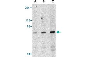Western blot analysis of DDX58 in C2C12 cell lysate with DDX58 polyclonal antibody  at (A) 0.