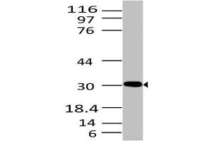 Image no. 1 for anti-High Mobility Group Box 1 (HMGB1) (AA 1-200) antibody (ABIN5027246) (HMGB1 抗体  (AA 1-200))