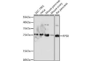 Western blot analysis of extracts of various cell lines, using RPS8 antibody (ABIN7270041) at 1:1000 dilution. (RPS8 抗体)