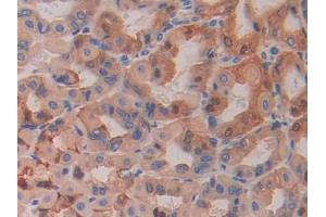 DAB staining on IHC-P; Samples: Mouse Stomach Tissue (HEXB 抗体  (AA 294-435))