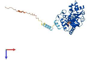 ST8SIA1 Protein (AA 1-356) (His tag)