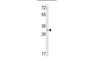 Western blot analysis of Calponin-1 Antibody (N-term) (ABIN390766 and ABIN2841024) in NCI- cell line lysates (35 μg/lane). (CNN1 抗体  (N-Term))