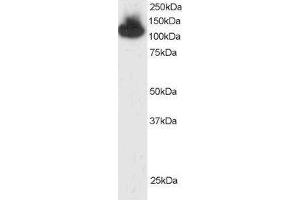ABIN184913 (2 µg/mL) staining of HepG2 lysate (35 µg protein in RIPA buffer). (KAP1 抗体  (C-Term))