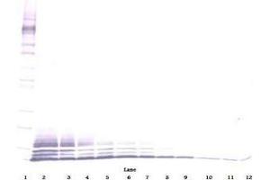 Image no. 3 for anti-Chemokine (C-C Motif) Ligand 5 (CCL5) antibody (ABIN465616) (CCL5 抗体)