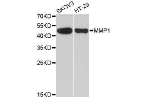 Western blot analysis of extracts of various cell lines, using MMP1 antibody. (MMP1 抗体)