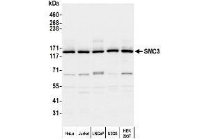 Western Blotting (WB) image for anti-Structural Maintenance of Chromosomes 3 (SMC3) (C-Term) antibody (ABIN7453572)