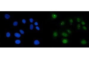 IF analysis of RAE1 using anti-RAE1 antibody (ABIN7602428).