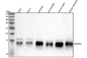 anti-Ubiquinol-Cytochrome C Reductase Hinge Protein (Uqcrh) antibody