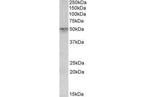 Western Blotting (WB) image for anti-Synaptotagmin II (SYT2) (AA 406-419) antibody (ABIN793258) (SYT2 抗体  (AA 406-419))