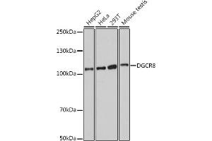 Western blot analysis of extracts of various cell lines, using DGCR8 antibody (ABIN7266761) at 1:1000 dilution. (DGCR8 抗体)