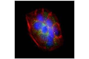 Immunofluorescence (IF) image for anti-Interferon Regulatory Factor 6 (IRF6) antibody (ABIN2665207) (IRF6 抗体)