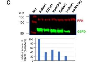 Western Blot of Anti-PFK Antibody. (PFKM 抗体)